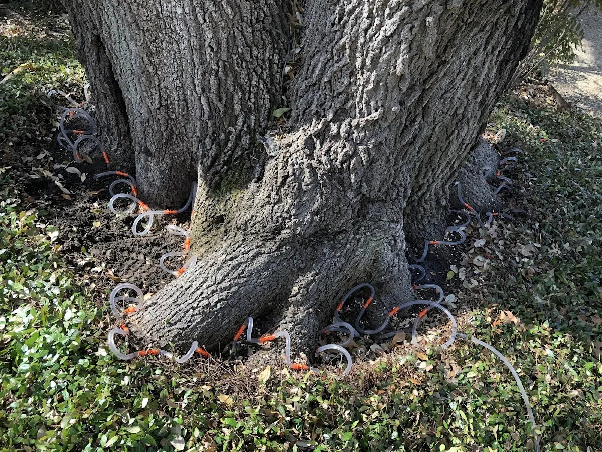 Detailed Tree Cabling and Bracing job site in La Crescent