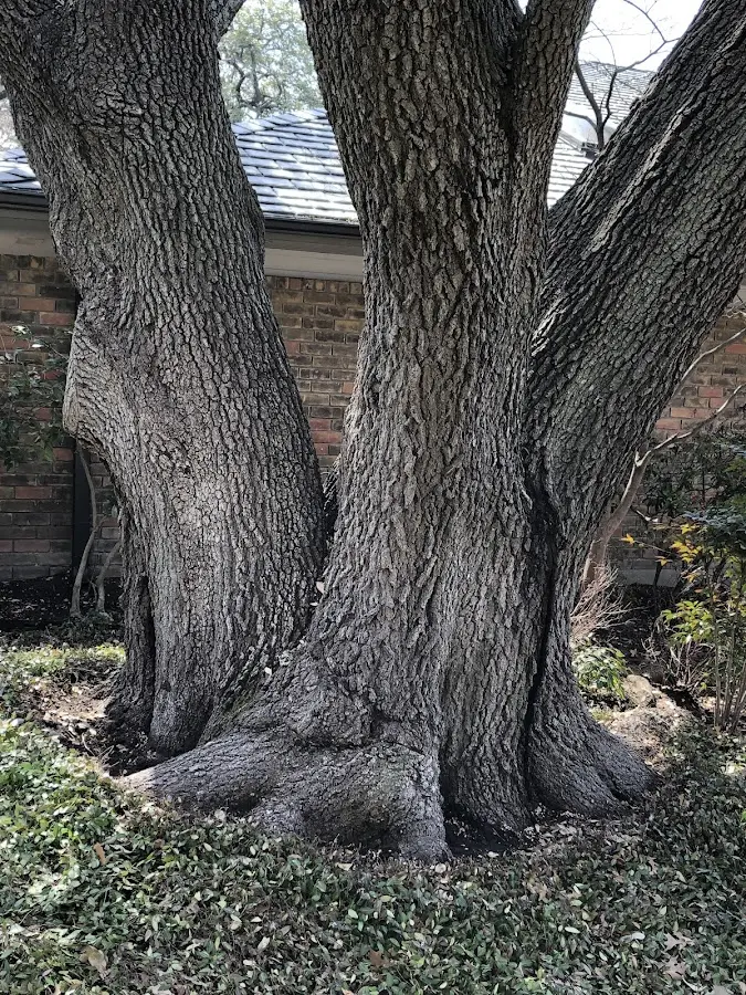 Mature heritage tree close to a La Crescent property cared for by certified arborists
